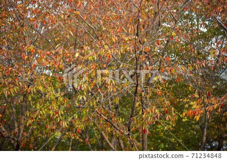 楓葉，安山市，京畿道 71234848