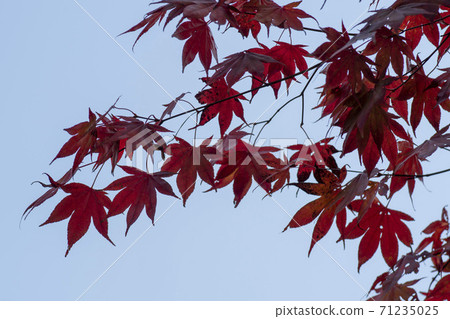 Maple leaves, Ansan city, Gyeonggi-do 71235025