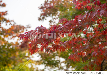 Maple leaves, Ansan city, Gyeonggi-do 71235030