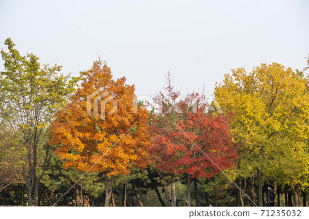 Maple leaves, Ansan city, Gyeonggi-do 71235032