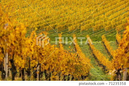 South styria vineyards landscape, Tuscany of Austria. Sunrise in autumn. South styria vineyards landscape, Tuscany of Austria. Sunrise in autumn. 71235358