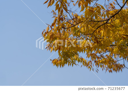 Maple leaves, Ansan city, Gyeonggi-do Maple leaves, Ansan city, Gyeonggi-do 71235677
