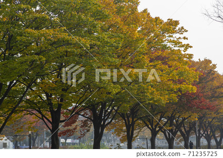 Maple leaves, Ansan city, Gyeonggi-do Maple leaves, Ansan city, Gyeonggi-do 71235725