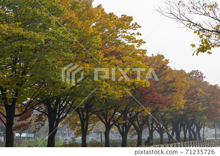 楓葉,安山市,京畿道 楓葉,安山市,京畿道 71235726