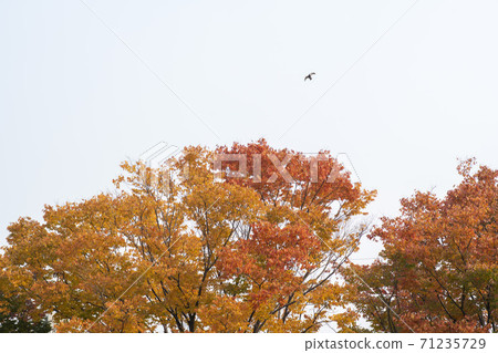 Maple leaves, Ansan city, Gyeonggi-do Maple leaves, Ansan city, Gyeonggi-do 71235729