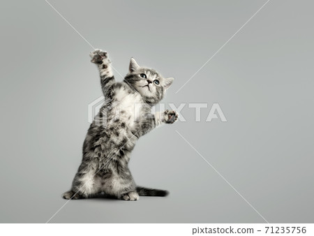 one gray beautiful little kitten stands on the hind legs 71235756