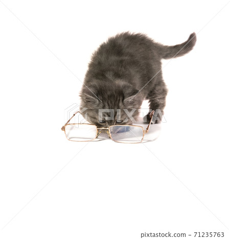 Kitten looks through glasses on white background 71235763