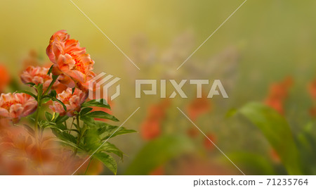 wild red flowers and green grass wild red flowers and green grass 71235764