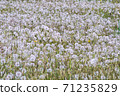 Dandelion full of fluff 71235829