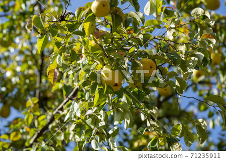 Maple leaves, Ansan city, Gyeonggi-do Maple leaves, Ansan city, Gyeonggi-do 71235911