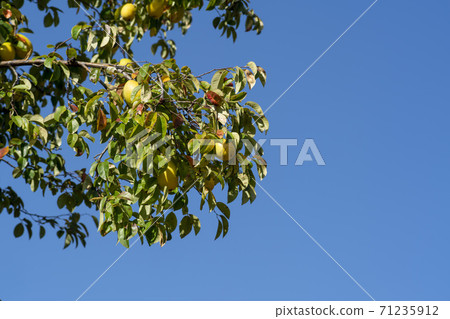 Maple leaves, Ansan city, Gyeonggi-do Maple leaves, Ansan city, Gyeonggi-do 71235912