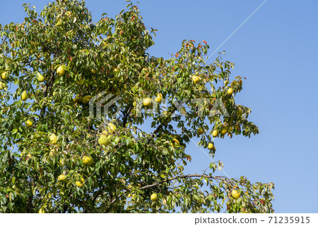 Maple leaves, Ansan city, Gyeonggi-do Maple leaves, Ansan city, Gyeonggi-do 71235915
