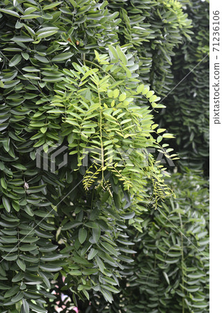 Weeping Japanese pagoda tree 71236106