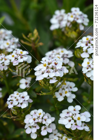 Evergreen candytuft Evergreen candytuft 71236114