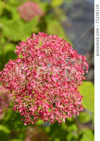 Smooth hydrangea Pink Annabelle Smooth hydrangea Pink Annabelle 71236119