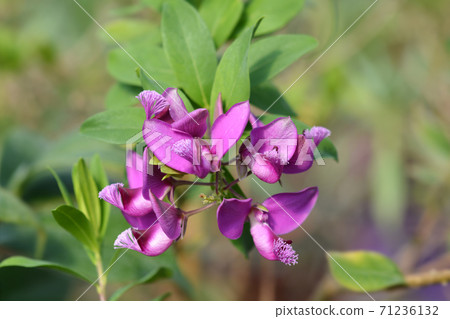 Myrtle-leaf milkwort 71236132