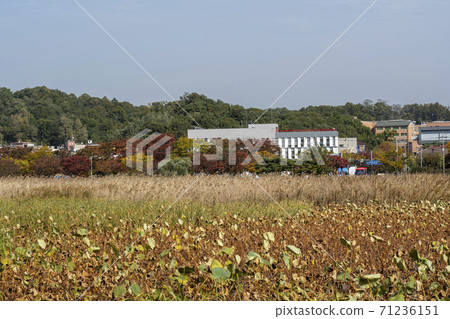 Maple leaves, Ansan city, Gyeonggi-do Maple leaves, Ansan city, Gyeonggi-do 71236151