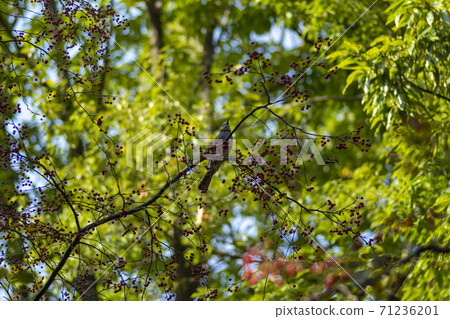 楓葉,安山市,京畿道 楓葉,安山市,京畿道 71236201