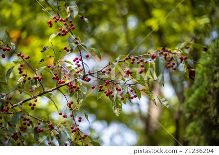 Maple leaves, Ansan city, Gyeonggi-do Maple leaves, Ansan city, Gyeonggi-do 71236204