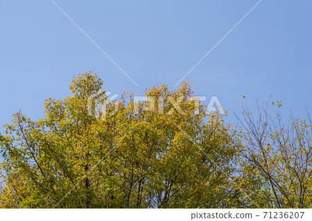 Maple leaves, Ansan city, Gyeonggi-do Maple leaves, Ansan city, Gyeonggi-do 71236207