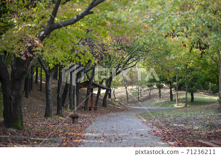 Maple leaves, Ansan city, Gyeonggi-do Maple leaves, Ansan city, Gyeonggi-do 71236211