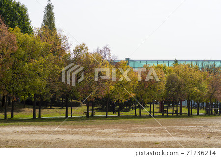楓葉,安山市,京畿道 楓葉,安山市,京畿道 71236214
