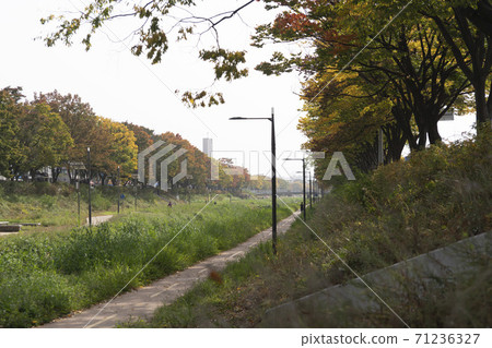 Maple leaves, Ansan city, Gyeonggi-do Maple leaves, Ansan city, Gyeonggi-do 71236327