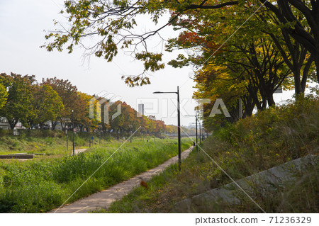 Maple leaves, Ansan city, Gyeonggi-do 71236329