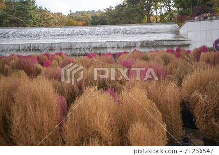 京畿道安山市Dapsari 71236542