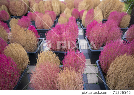 京畿道安山市Dapsari 71236545