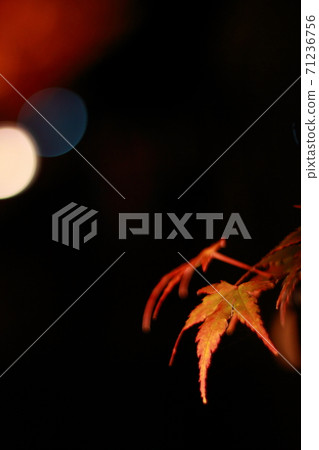 夜晚的秋葉 71236756