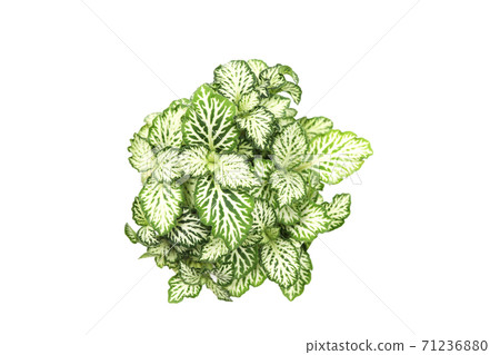 Fittonia albivenis plant isolated top view Fittonia albivenis plant isolated top view 71236880