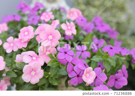 Cayenne jasmine pink delicate flower 71236886