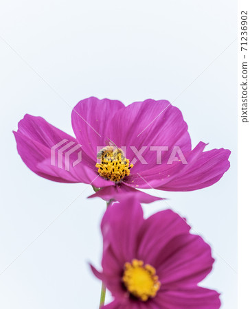 Fall cherry tree 71236902