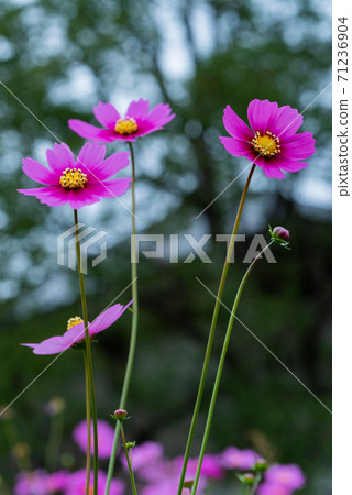 Fall cherry tree 71236904