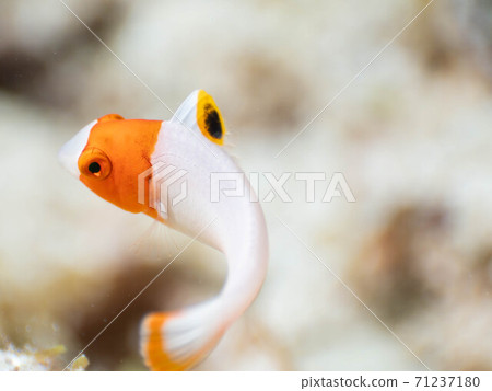 潛水幼魚 71237180