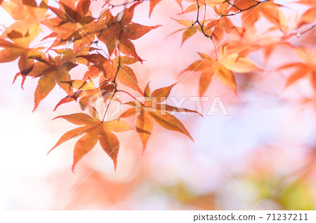 Looking up at the autumn leaves (negative film style) 71237211