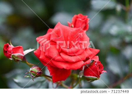 Rose red 71237449