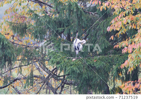 Gray heron grooming on the tree Gray heron grooming on the tree 71237519