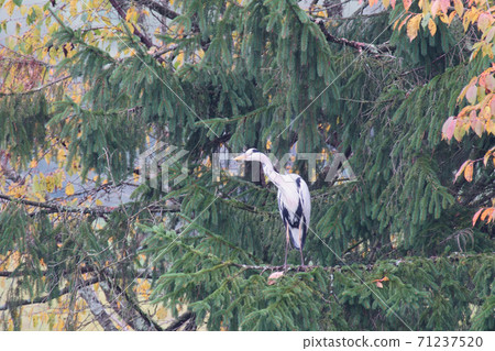 Heron standing on the tree 71237520