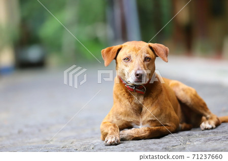 Furry kid lying on the ground 71237660