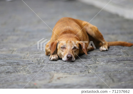 趴在地上的毛小孩 71237662