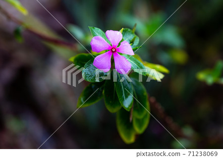 A purple native flower of the island of Madagascar A purple native flower of the island of Madagascar 71238069