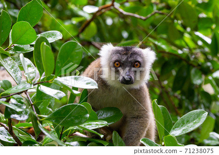 A brown maki is hiding in the crown of a tree A brown maki is hiding in the crown of a tree 71238075