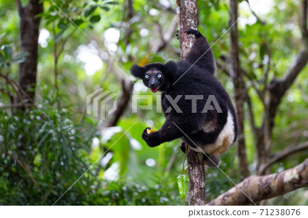An Indri lemur on the tree watches the visitors to the park An Indri lemur on the tree watches the visitors to the park 71238076