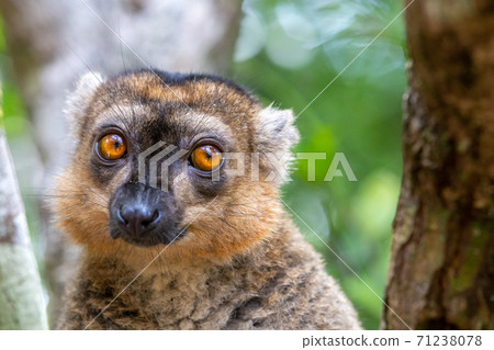 A portrait of a red lemur in its natural environment 71238078