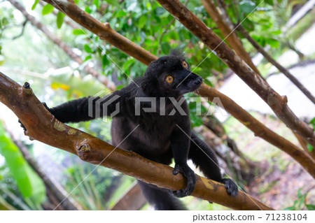 A black lemur on a tree awaiting a banana 71238104