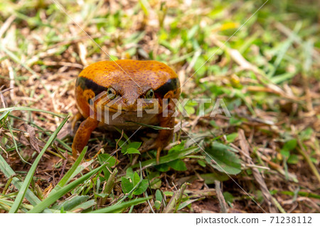A large orange frog is sitting in the grass 71238112
