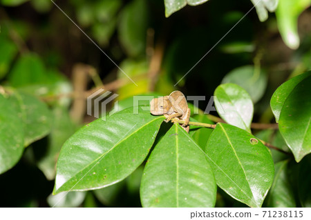 Colorful chameleon in a close-up in the rainforest in Madagascar 71238115
