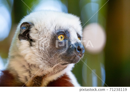 The Coquerel Sifaka in its natural environment in a national park on the island of Madagascar The Coquerel Sifaka in its natural environment in a national park on the island of Madagascar 71238119
